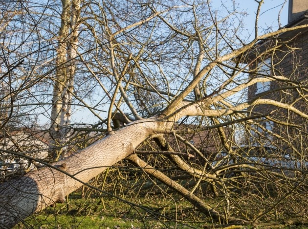 Omgewaaide boom